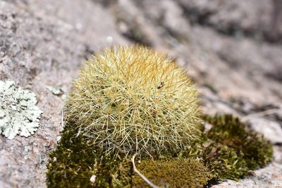 Mammillaria densispina, photographed by P Gonzalez Zamora