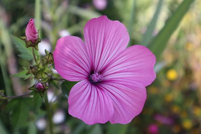 Malva trimestris, photographed by Vicente Lopes