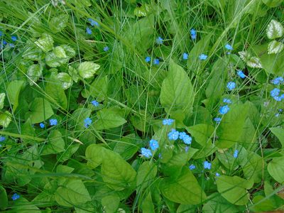 Omphalodes verna, photographed by E. Borchert