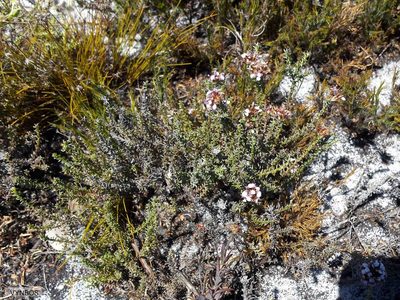 Stoebe ericoides, photographed by Chris Vynbos