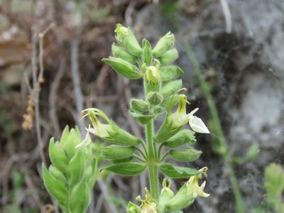 Teucrium flavum, photographed by Emanuele Santarelli