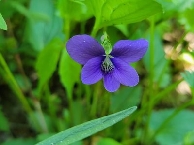 Viola sagittata, photographed by Elias