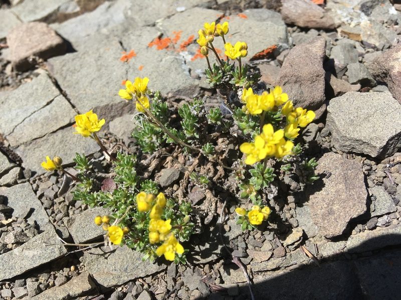 Draba incerta, photographed by Jon Ferreira