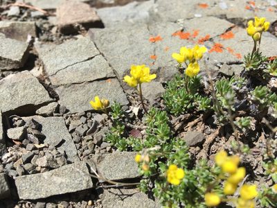 Draba incerta, photographed by Jon Ferreira