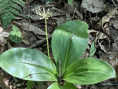 Clintonia umbellulata, photographed by Heather DeGaetano