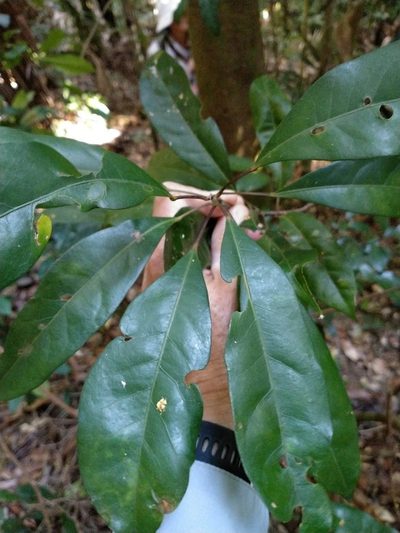 Elaeocarpus eumundi, photographed by Tony van Kampen