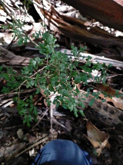 Phyllanthus microcladus, photographed by Tony van Kampen