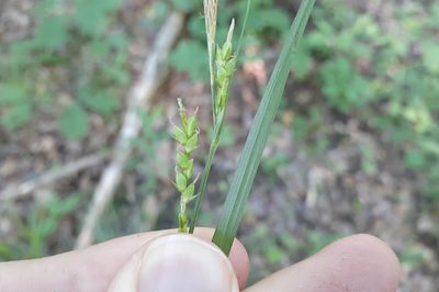 Carex digitalis, photographed by Quinten Wiegersma
