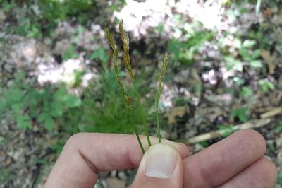Carex bromoides, photographed by Quinten Wiegersma