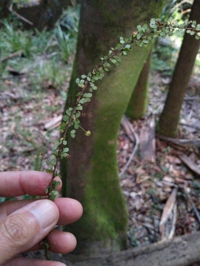 Phyllanthus microcladus, photographed by Tony van Kampen