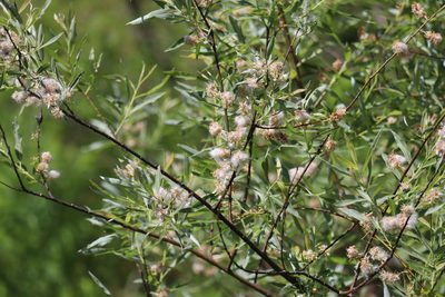 Salix petiolaris, photographed by Henry "Nick" Robertson