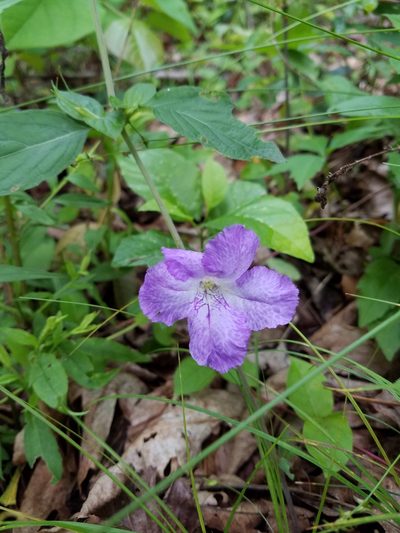 Ruellia purshiana, photographed by Bob Schwartz