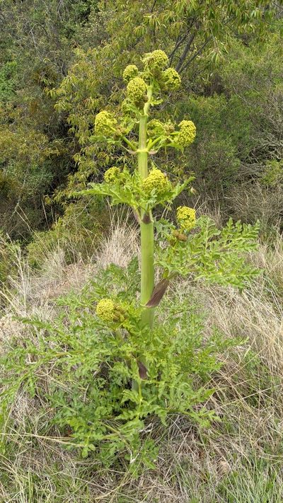 Prionosciadium thapsoides, photographed by IA braham
