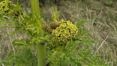 Prionosciadium thapsoides, photographed by IA braham