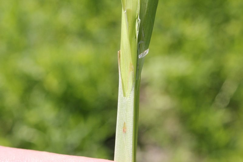 Carex alopecoidea, photographed by Quinten Wiegersma