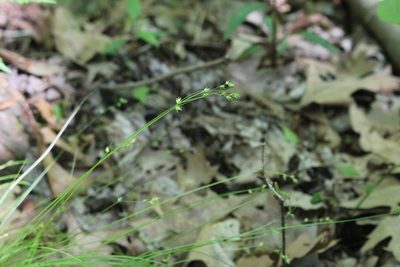 Carex brunnescens, photographed by Quinten Wiegersma