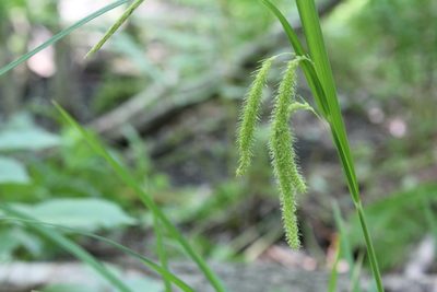 Carex crinita, photographed by Quinten Wiegersma
