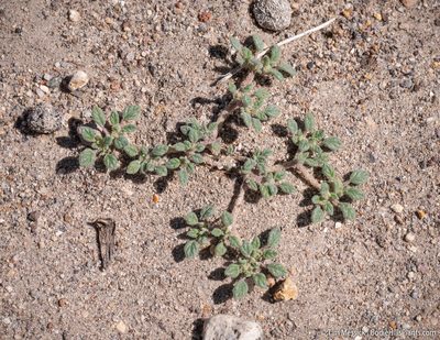 Tiquilia nuttallii, photographed by Tim Messick