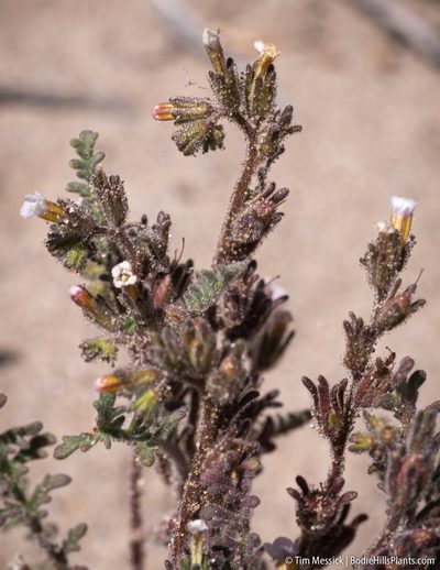 Phacelia glandulifera, photographed by Tim Messick