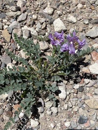 Astragalus beckwithii, photographed by Matt Berger