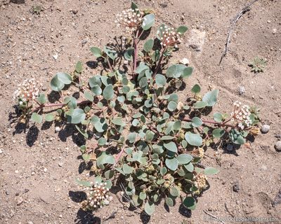 Abronia turbinata, photographed by Tim Messick