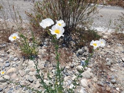 Romneya coulteri, photographed by Tom and T Herman