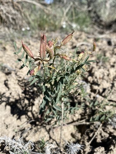 Astragalus eremiticus, photographed by Matt Berger