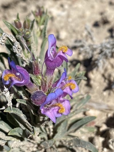 Penstemon janishiae, photographed by Matt Berger