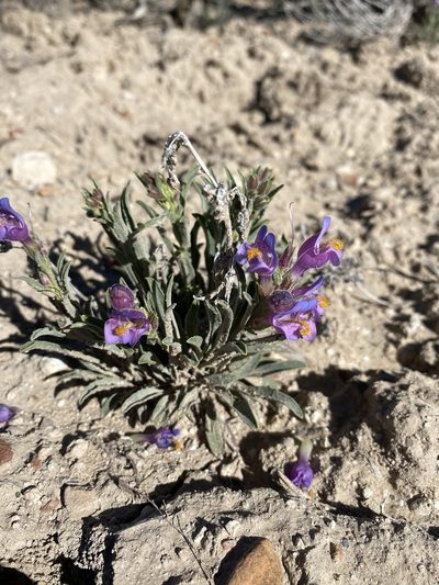 Penstemon janishiae, photographed by Matt Berger