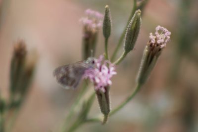 Palafoxia arida, photographed by Xochitl Zambrano