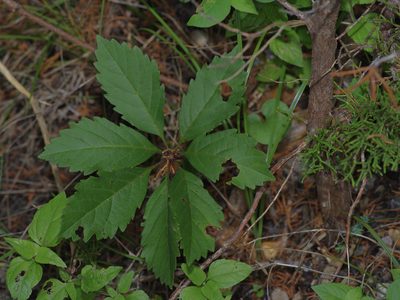 Parthenocissus heptaphylla, photographed by Michelle W. （鍾偉瑋）