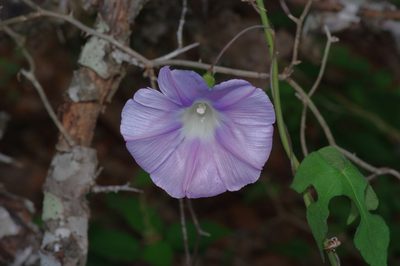 Ipomoea lindheimeri, photographed by Michelle W. （鍾偉瑋）