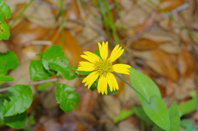 Amblyolepis setigera, photographed by Michelle W. （鍾偉瑋）