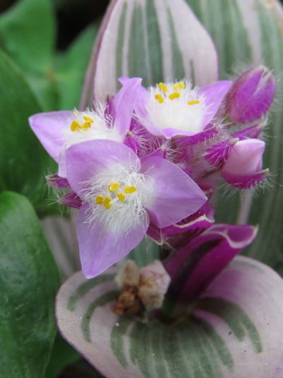 Tradescantia cerinthoides, photographed by Juan Carlos Caicedo Hernández