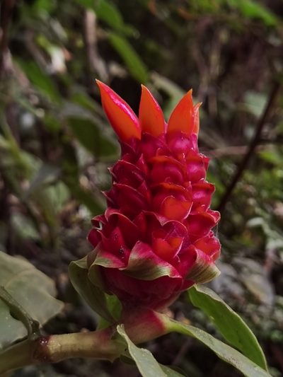 Costus montanus, photographed by Eduardo Chacón Madrigal