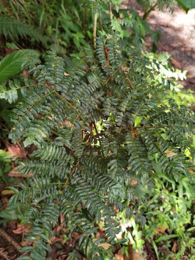 Cojoba costaricensis, photographed by Eduardo Chacón Madrigal