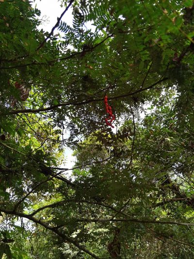 Cojoba costaricensis, photographed by Eduardo Chacón Madrigal