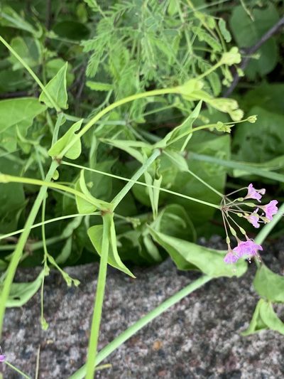 Boerhavia tuberosa, photographed by Diego F. Cisneros-Heredia