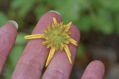 Amblyolepis setigera, photographed by Michelle W. （鍾偉瑋）