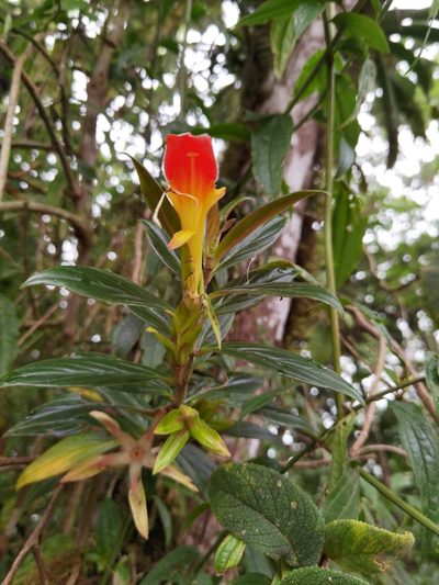 Columnea lepidocaula, photographed by Eduardo Chacón Madrigal