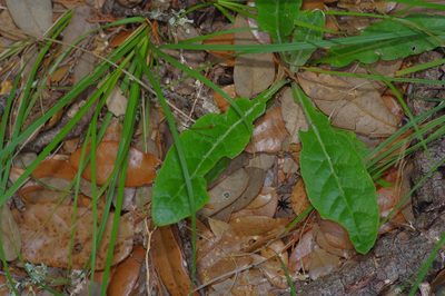 Chaptalia texana, photographed by Michelle W. （鍾偉瑋）