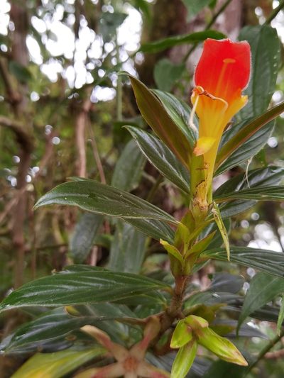 Columnea lepidocaula, photographed by Eduardo Chacón Madrigal