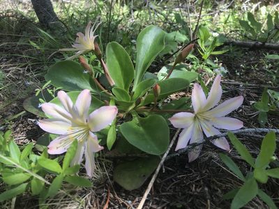 Lewisia tweedyi, photographed by Lindsey Salmonson