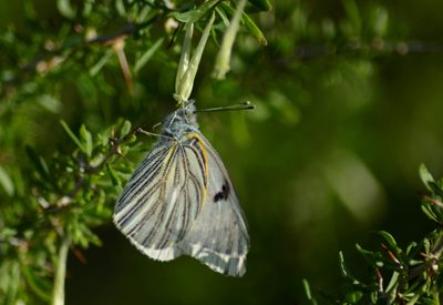 Lycium gilliesianum, photographed by veonatura