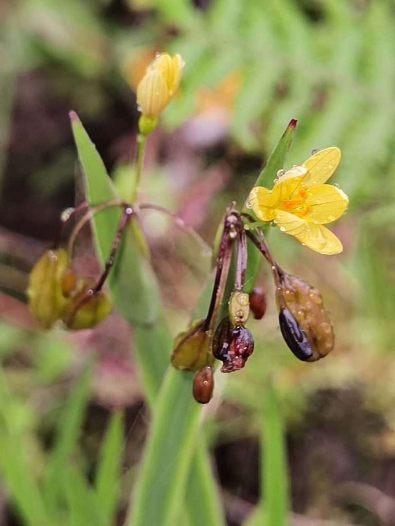 Sisyrinchium tinctorium, photographed by Eduardo Chacón Madrigal
