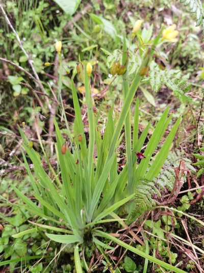 Sisyrinchium tinctorium, photographed by Eduardo Chacón Madrigal