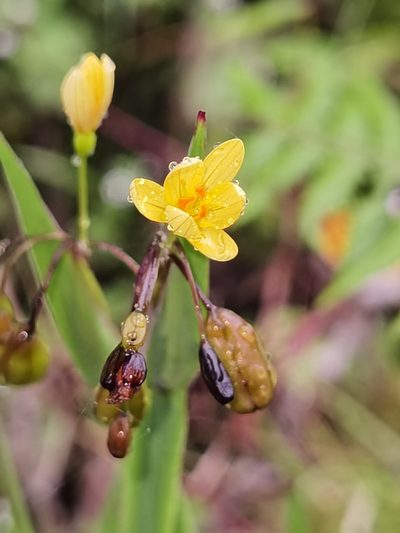 Sisyrinchium tinctorium, photographed by Eduardo Chacón Madrigal