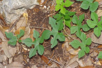 Ipomoea lindheimeri, photographed by Michelle W. （鍾偉瑋）