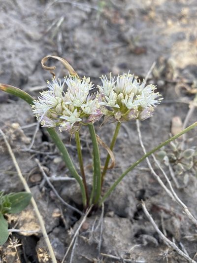 Allium brandegeei, photographed by Matt Berger