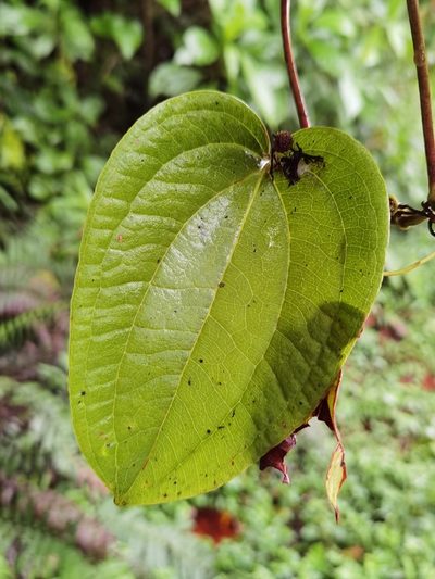 Smilax subpubescens, photographed by Eduardo Chacón Madrigal
